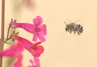 bee in air